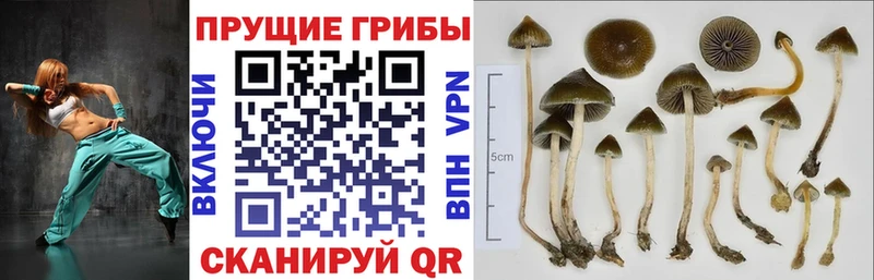 Галлюциногенные грибы мицелий  blacksprut как войти  Ярцево  где найти  